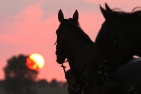 Pferd schaut in den Sonnenuntergang