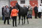 Besichtigung der Pferde bei der 1. Autumn Auction