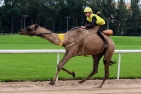 Kamelrennen in Dortmund