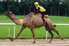 Kamelrennen in Dortmund