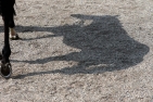 Schatten eines Rennpferdes