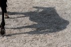 - Schatten eines Rennpferdes - Schatten eines Rennpferdes
