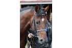 Protectionist